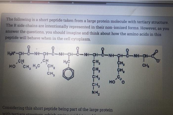 Solved The following is a short peptide taken from a large | Chegg.com