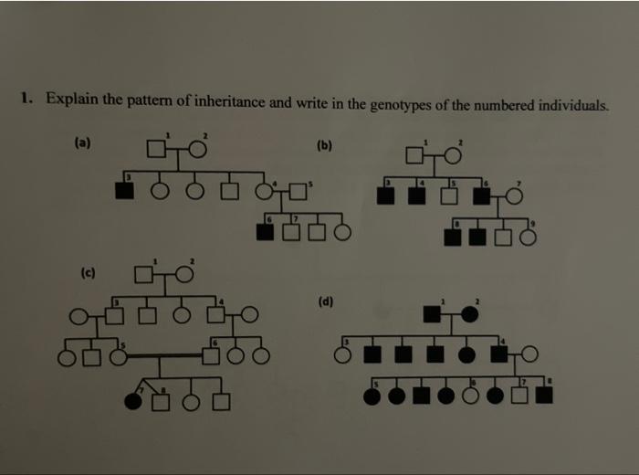 Solved 1. Explain the pattern of inheritance and write in | Chegg.com