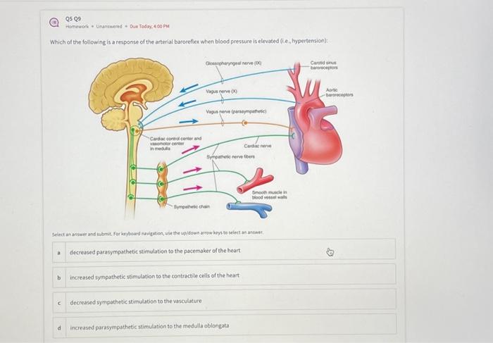 Solved Which of the following is a response of the arterial | Chegg.com