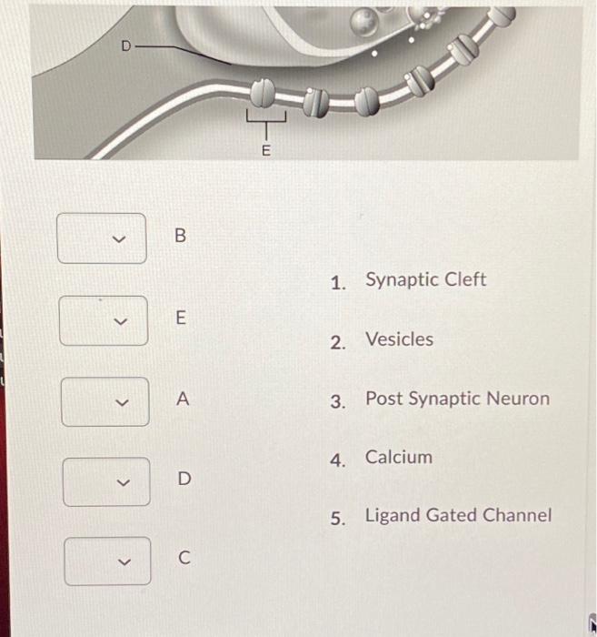 Solved Nerve impulse B 00 B > 1. Synaptic Cleft E 2. | Chegg.com