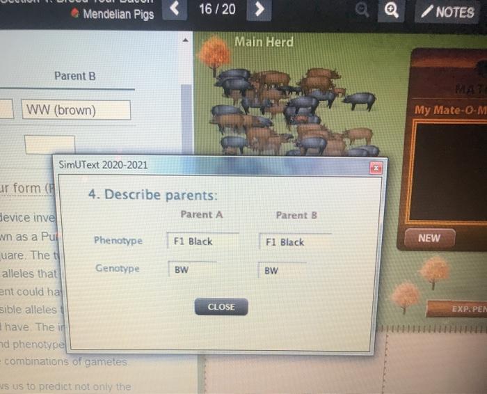 Simutext Mendelian Pigs Answers - Verified Academic Solutions