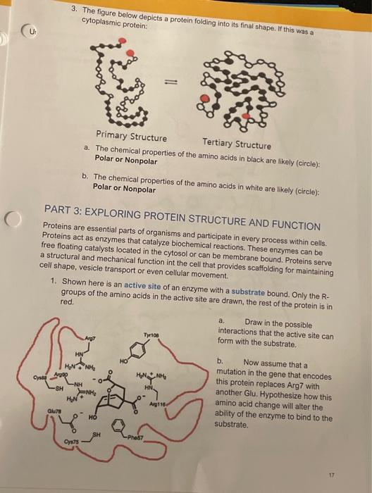 Solved 3. The Figure Below Depicts A Protein Folding Into | Chegg.com