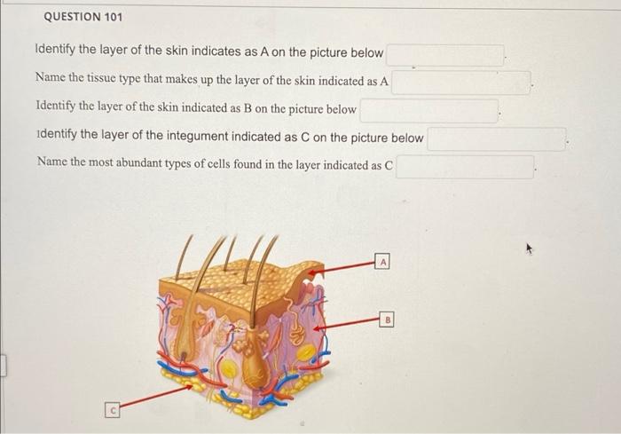 Solved QUESTION 101 Identify the layer of the skin indicates | Chegg.com