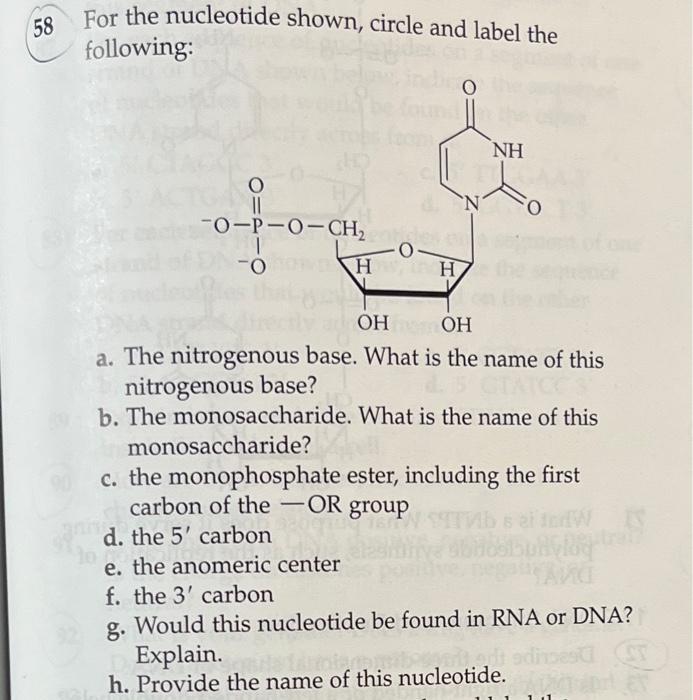 For the nucleotide shown, circle and label the following:
a. The nitrogenous base. What is the name of this nitrogenous base?