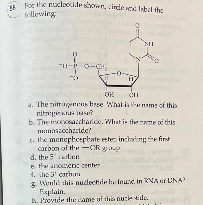 Solved For the nucleotide shown, circle and label the | Chegg.com