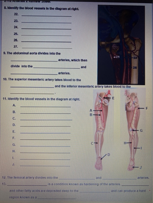 Solved 1. Identify the blood vessels in the diagram at | Chegg.com