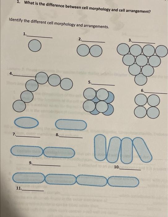 1. What is the difference between cell morphology and cell arrangement?
Identify the different cell morphology and arrangemen