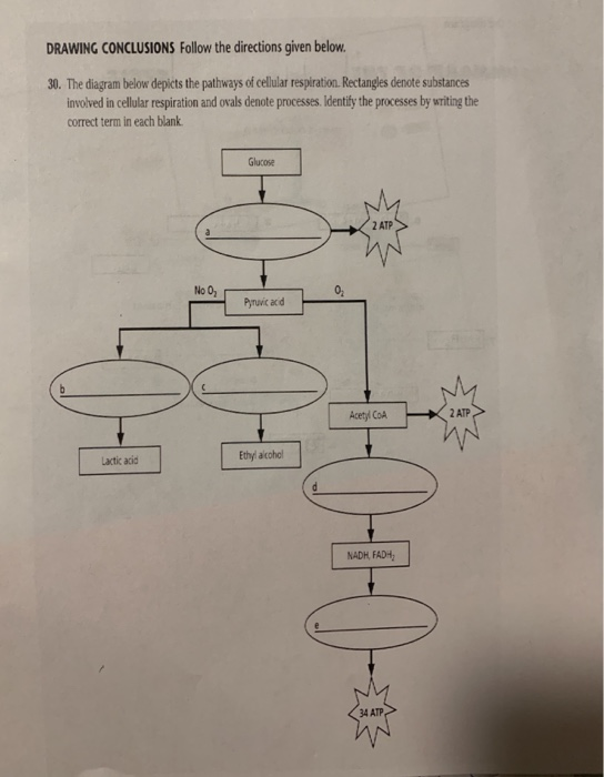 Solved Label the diagram SUMMARY CYCLE CA acetyl coenzyme A | Chegg.com