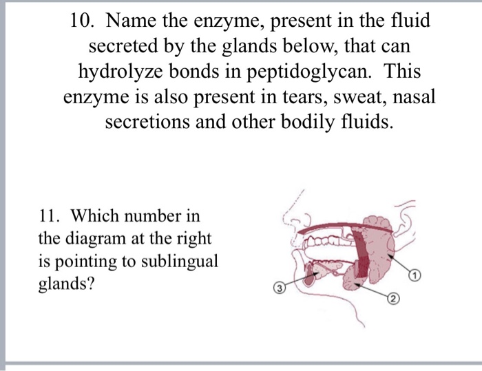Solved 1. Complement activation cascade is initiated by the | Chegg.com