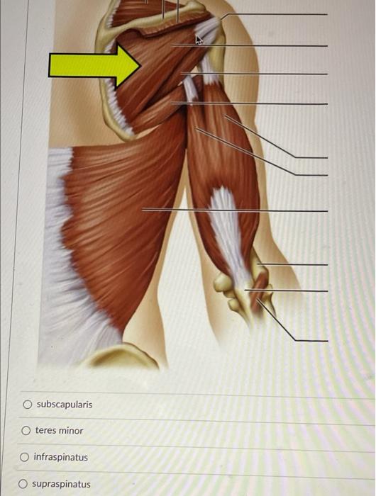 Solved This line b b depressor anguli oris O zygomaticus Chegg