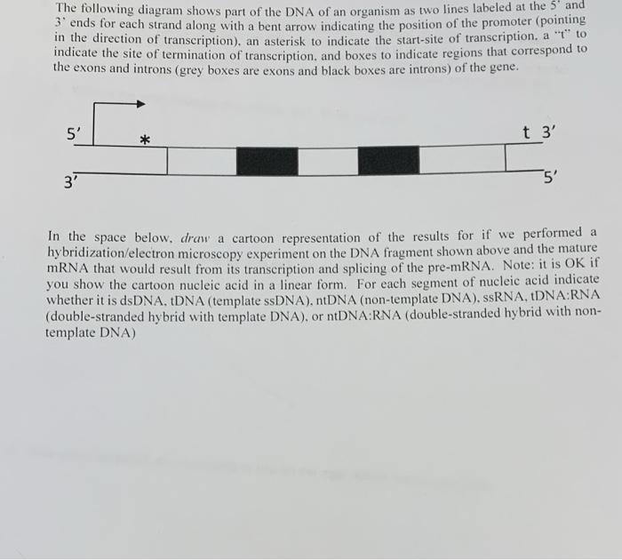 Solved The following diagram shows part of the DNA of an | Chegg.com