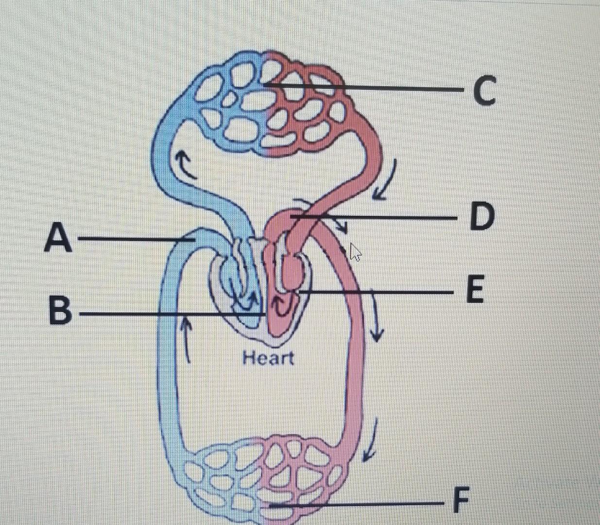 blank circulatory system diagram