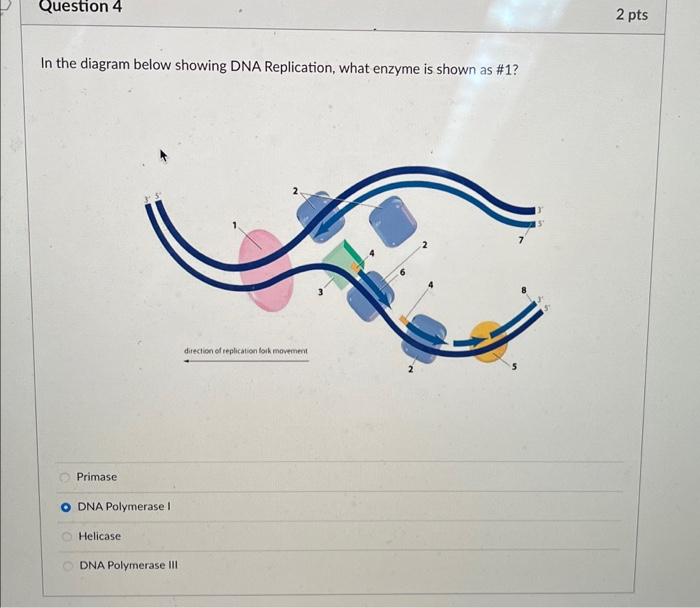 Solved In the diagram below showing DNA Replication, what | Chegg.com