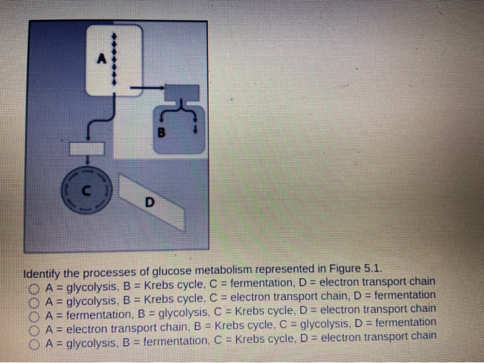 Solved K. D Identify the processes of glucose metabolism | Chegg.com