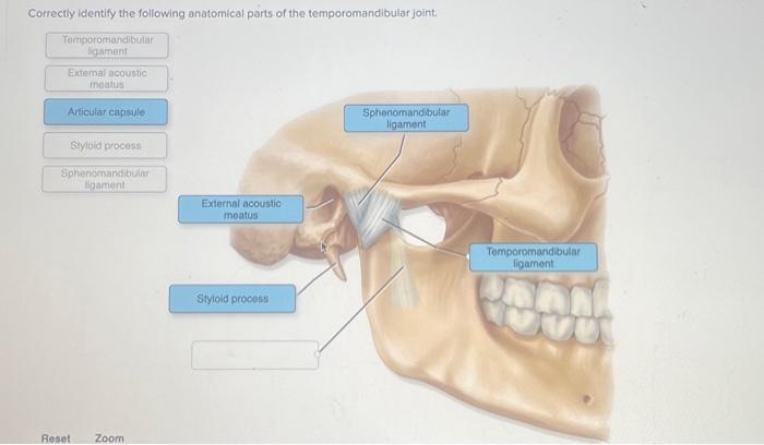 Solved Correctly identify the following anatomical parts of | Chegg.com