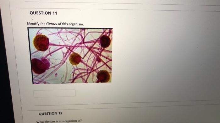 Solved QUESTION 11 Identify The Genus Of This Organism, | Chegg.com