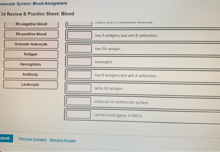 blood basics assignment answer key