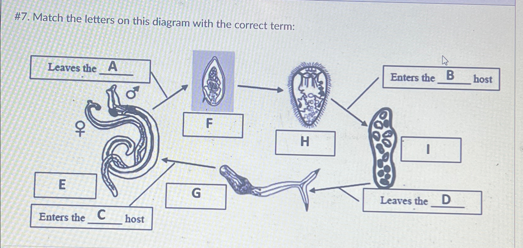 Solved #7. ﻿Match the letters on this diagram with the | Chegg.com