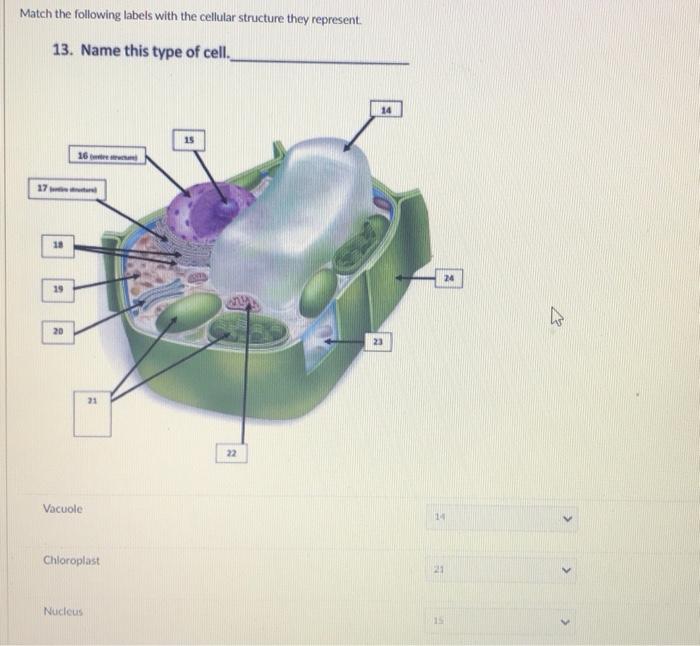 Solved Match the following labels with the cellular | Chegg.com