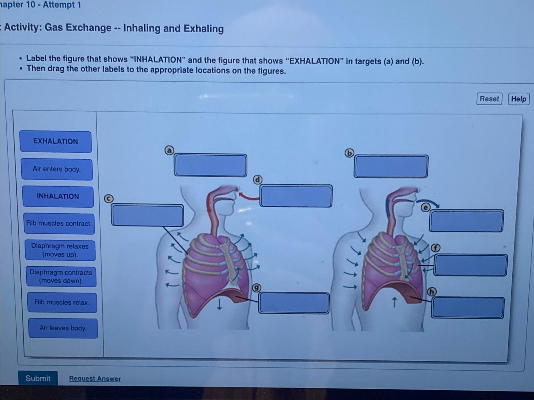 Solved hapter 10 - ﻿Attempt 1Activity: Gas Exchange -- | Chegg.com