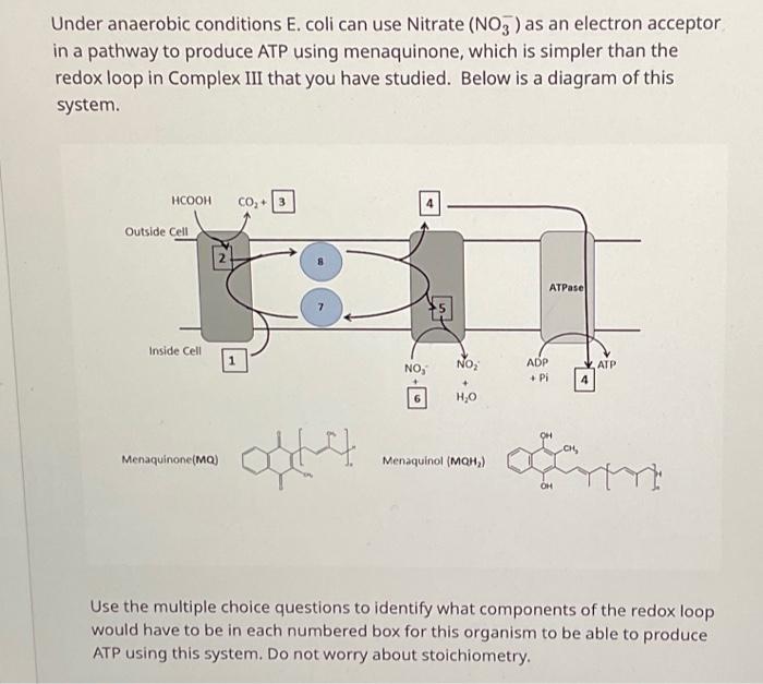 Solved Under anaerobic conditions E. coli can use Nitrate | Chegg.com