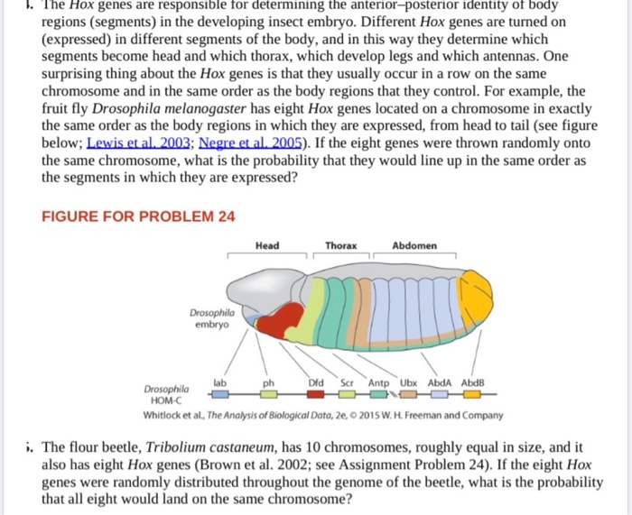 Solved 1. The Hox genes are responsible for determining the | Chegg.com