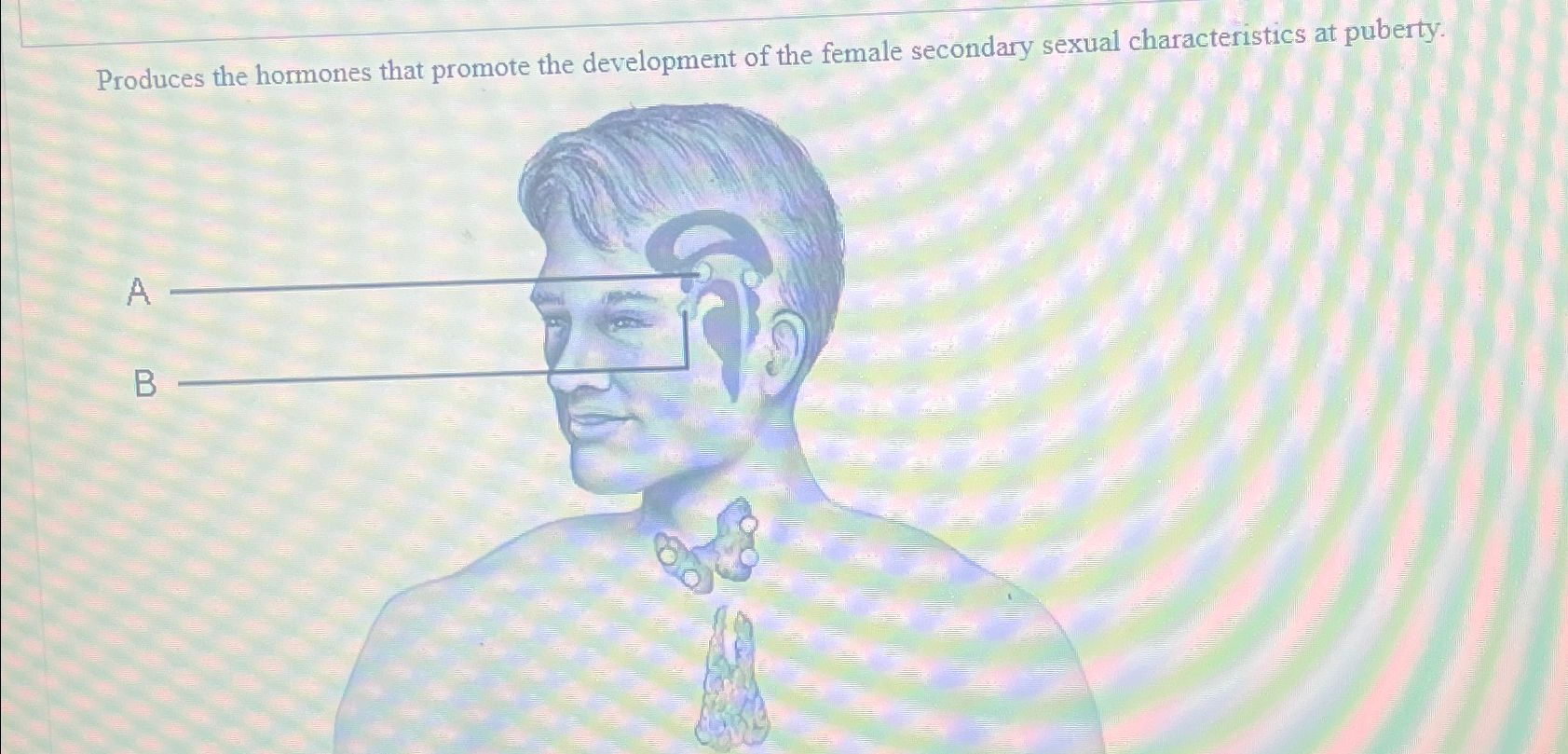 female-secondary-sexual-characteristics
