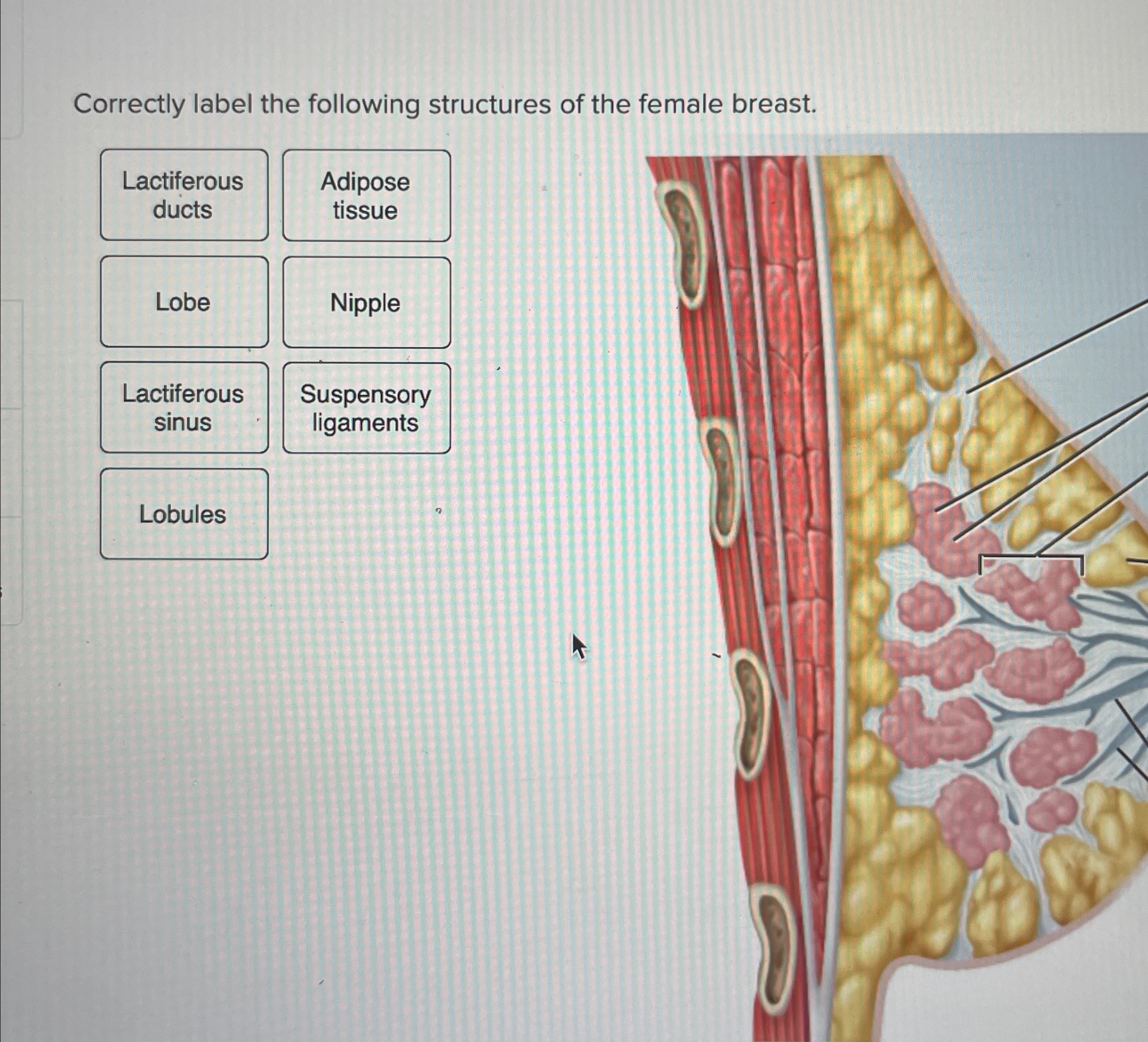Solved Correctly label the following structures of the | Chegg.com
