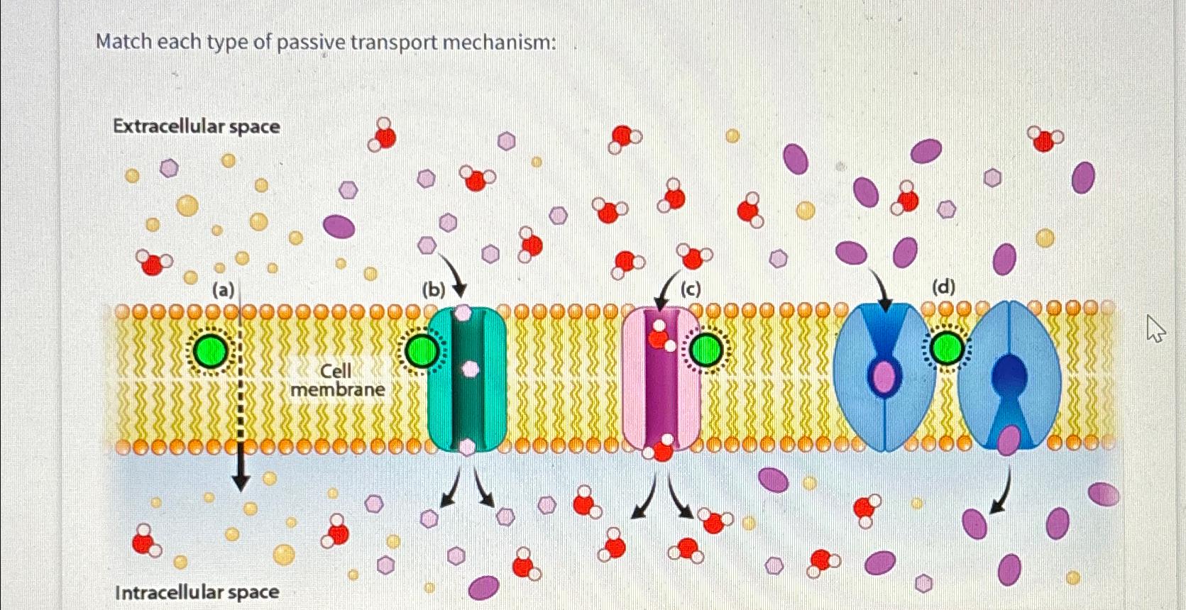 Solved Match each type of passive transport mechanism
