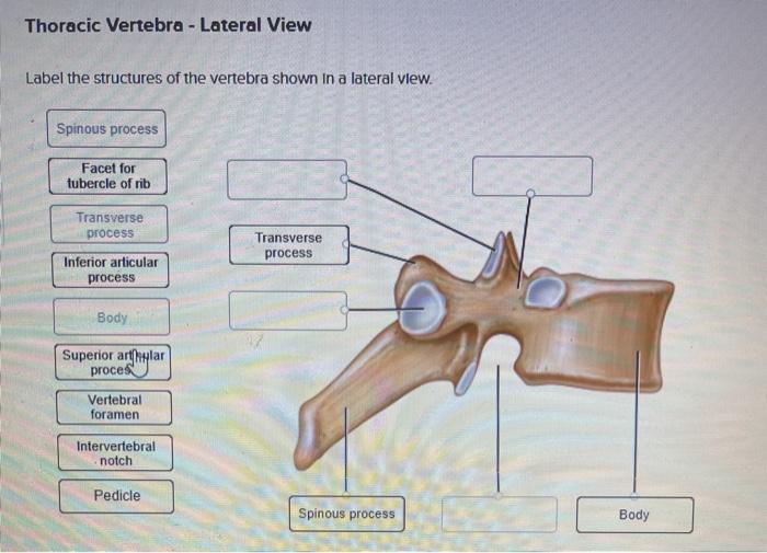 labeled thoracic vertebrae