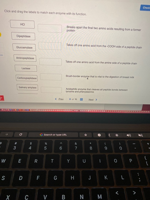 Solved Check Click and drag the labels to match each enzyme