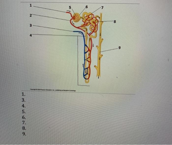 Solved Urinary System Fill out the diagram below. E A F с Н | Chegg.com