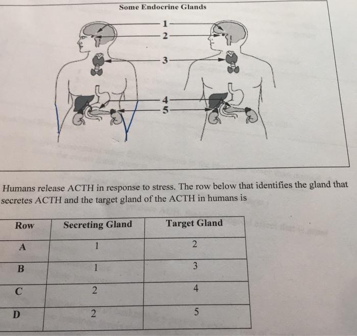 Solved Some Endocrine Glands 1 2 3 Humans release ACTH in | Chegg.com