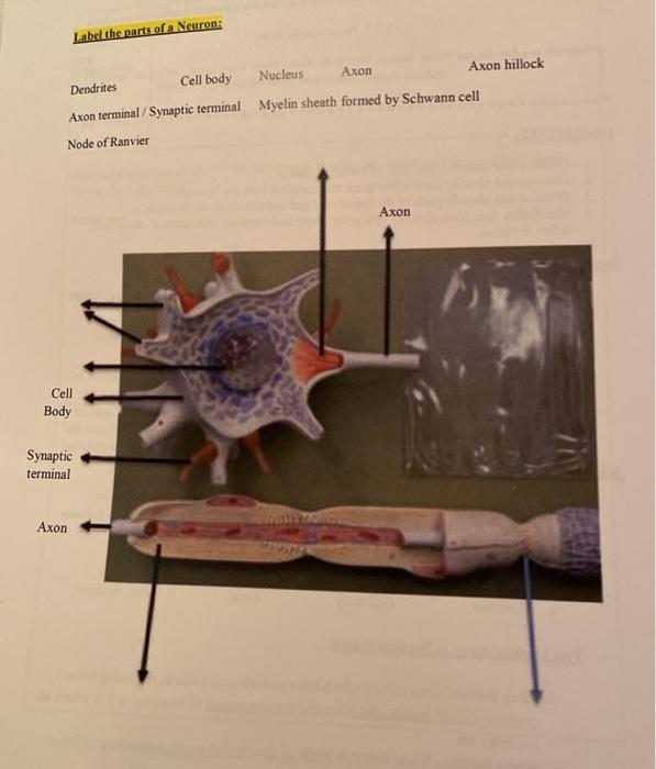 Solved Label the parts of a Neuron: Dendrites Cell body | Chegg.com