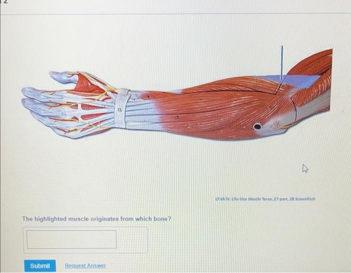 The highlighted muscle originates from which bone?
Submit
Request Answer
TVA 16: Life-Size Muscle Terse, 27 part, 30 Scientif