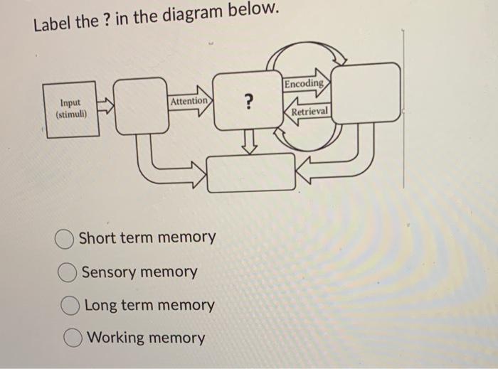 Solved Label the ? in the diagram below. Short term memory | Chegg.com