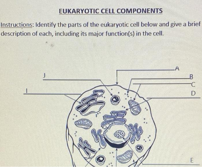 Solved EUKARYOTIC CELL COMPONENTS Instructions: Identify the | Chegg.com