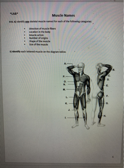 Solved Lab Muscle Names 8 8 A Identify One Skeletal Mus Chegg Com