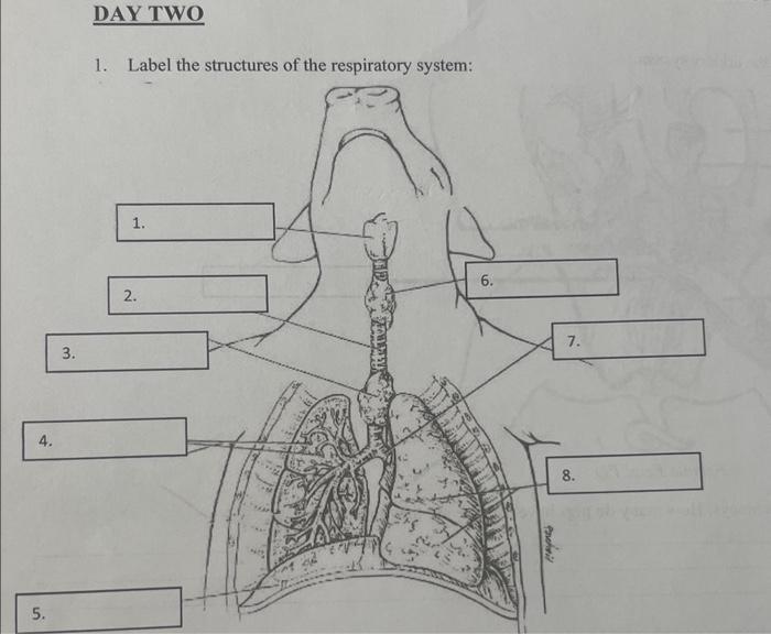 DAY TWO 1. Label the structures of the respiratory | Chegg.com