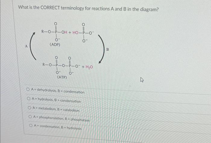 Solved What is the CORRECT terminology for reactions A and B | Chegg.com