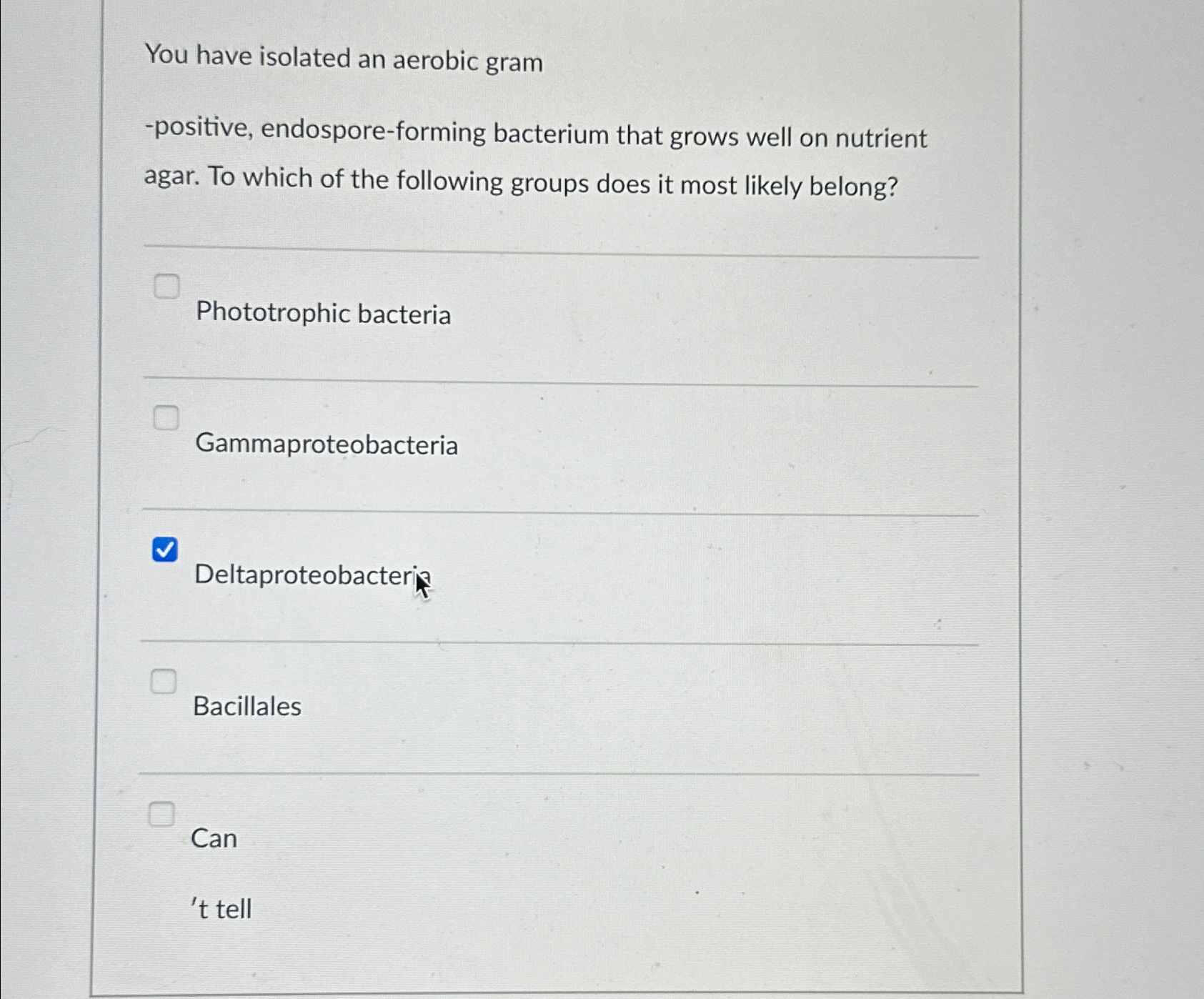 Solved You have isolated an aerobic gram-positive, | Chegg.com