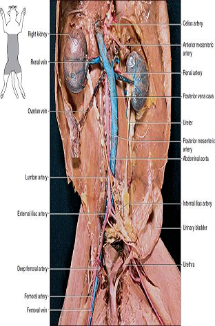 Solved Observe The Human Torso Model And Figures 63 7 63 9 And Chegg Com