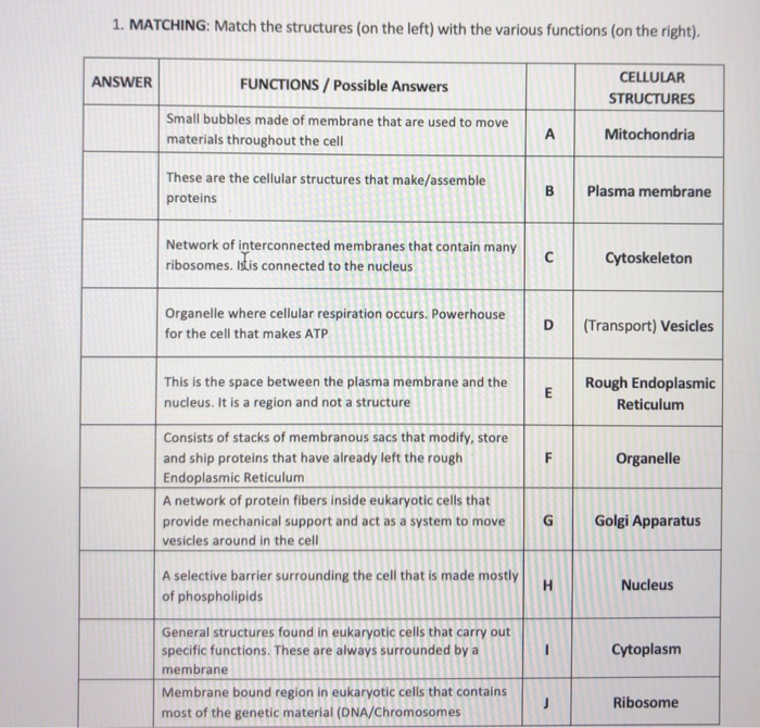 Solved 1. MATCHING: Match the structures (on the left) with | Chegg.com