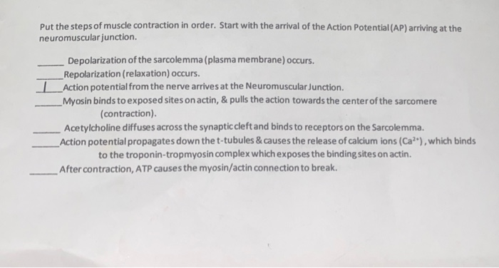 Solved Put the steps of muscle contraction in order. Start | Chegg.com
