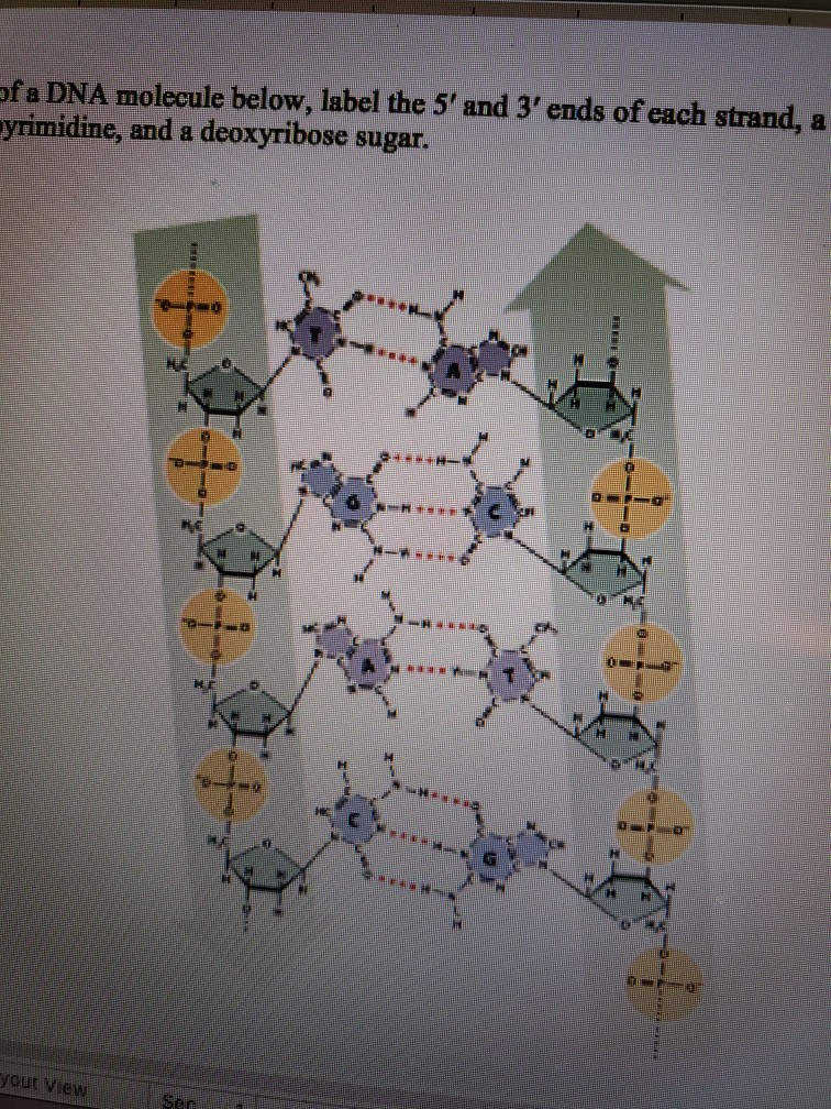 Laboratory 8 DNA Structure Biology 240 Summer 2020 1. | Chegg.com