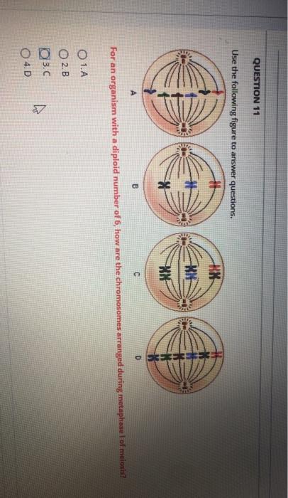 Solved QUESTION 11 Use the following figure to answer | Chegg.com
