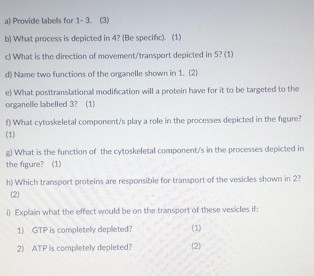 a) Provide labels for 1-3. (3)
b) What process is depicted in 4? (Be specific). (1)
c) What is the direction of movement/tran