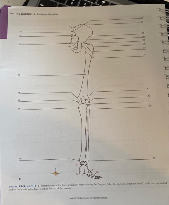 Solved NO Tab 160 LAD EXERCISE 15 The Lower Extreme 30 29 18 | Chegg.com