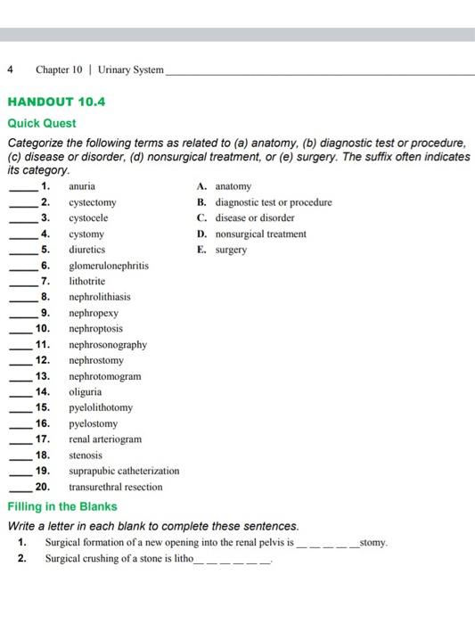 Solved 4 Chapter 10 Urinary System 2. 3. HANDOUT 10.4 Quick