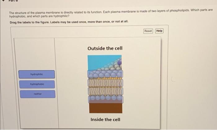 Solved The structure of the plasma membrane is directly | Chegg.com